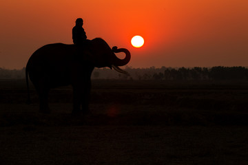 Thailand Elephant silhouette sunrise on field and mahout man