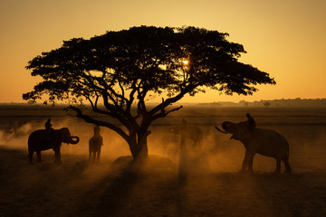 Fototapeta na wymiar Thailand Nature of elephants silhouette under tree and mahout sunrise morning time