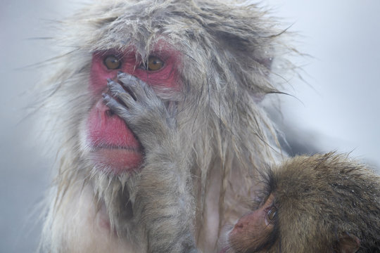 Junger Schneeaffe laust am Fell der Mutter