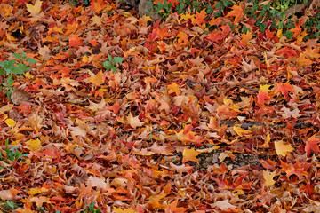fall leaves in a pile