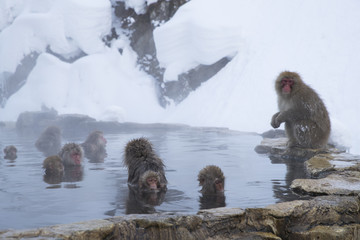 Obraz premium Schneeaffen in der Thermalquelle