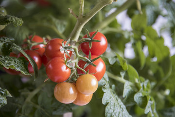 A few ripe tomatoes