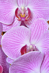 Fototapeta na wymiar Phalaenopsis aphrodite orchid 