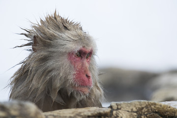 Schneeaffen Portraet