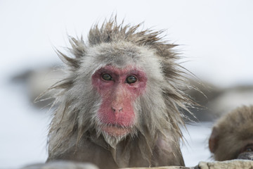 Schneeaffen Portraet