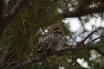 Little owl on a tree branch. Patagonia. Chile.
