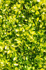 green leaf for background.