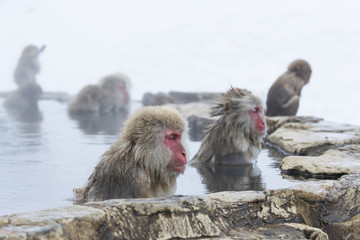 Schneeaffen in der Thermalquelle