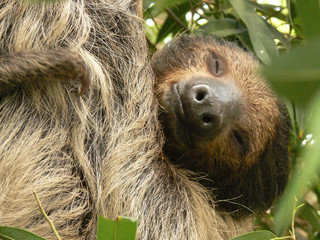 Sloth sleeping while hanging from the tree © Zoltan