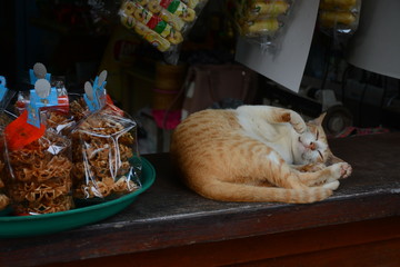 Cat is sleeping in the food store, Koh Chang island, Thailand