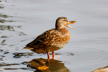 Wild duck resting on a stump in a city pond