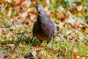 Wild pigeon in the green grass on the background of fallen leaves