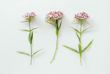 Magenta carnation  on a white background