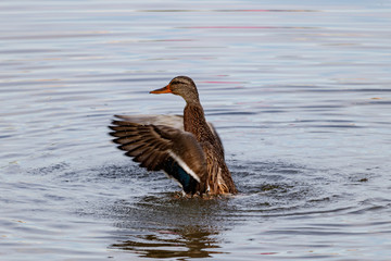 Wild duck splashing in the lake on a sunny autumn day