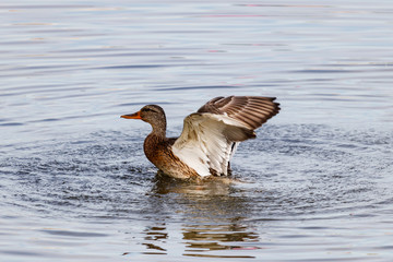 Wild duck splashing in the lake on a sunny autumn day