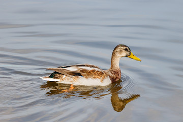 Wild duck in the lake on a sunny autumn day
