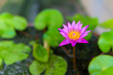 The lotus is blooming in a fountain pot. with lotus leaf on the water background