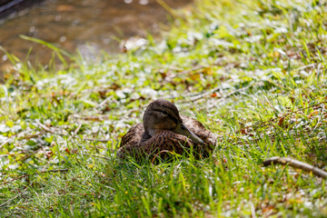Wild duck resting in the green grass on the lake shore