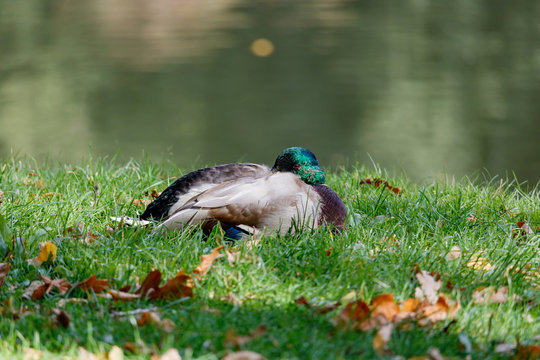 Wild duck resting in the green grass on the lake shore