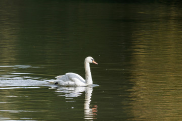White swan on the lake on a sunny day