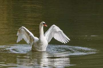 Papier Peint photo Lavable Cygne White swan on the lake on a sunny day