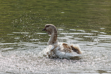 Fototapeta premium Wild goose splashing in the lake on a warm autumn day