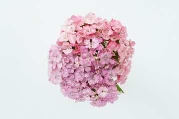 Beautiful bouquet of pale pink carnation  on a white background