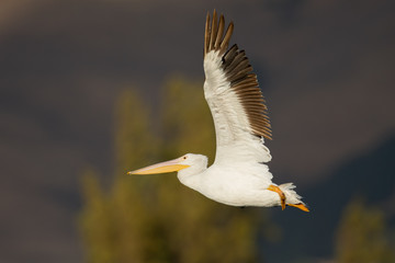 American white pelican in flight, seen in North California
