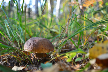 mushroom in the forest porcini
