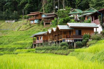 House in the rice fields, Green rice terrace background