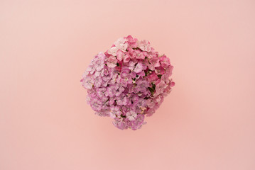 Beautiful bouquet of pink carnation on a pale pink pastel background