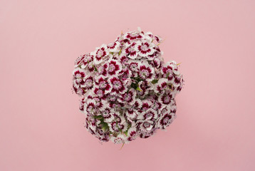 Beautiful bouquet of magenta carnation on a pink pastel background