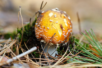 small amanita grows