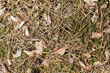 fallen pine needles on the ground