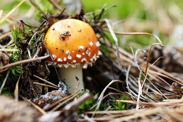 small amanita grows