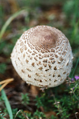 poisonous mushroom growing