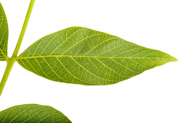 Fototapeta premium a leaf of a tree of a walnut