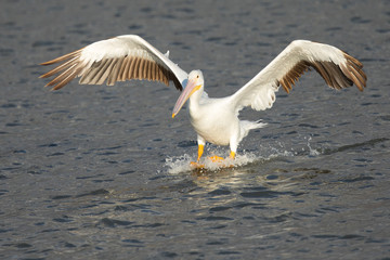 American white pelican landing in water in a North California marsh