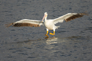 Fototapeta na wymiar American white pelican landing in water in a North California marsh
