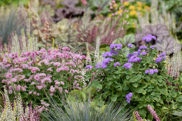 Obraz premium Beautiful garden and park plants and flowers