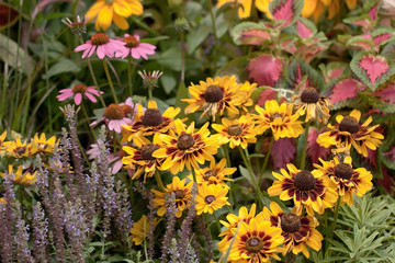 Beautiful garden and park plants and flowers