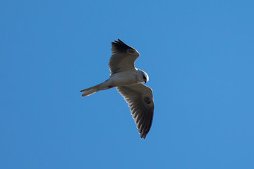 close view of a white-tailed kite flying in the wild