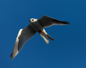 White-tailed flying in the wild, showing off  a mouse in its talons