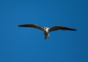 White-tailed flying in the wild, showing off  a mouse in its talons