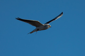 White-tailed flying in the wild, showing off  a mouse in its talons