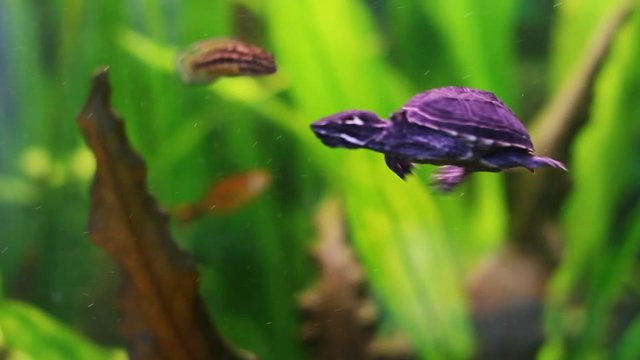 Rare Turtle