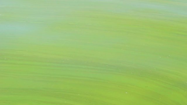 Swamp Background