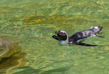 Naklejka premium a swimming penguin in a zoo