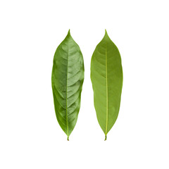 Obraz premium Green fresh leaf isolated on white background. Green leaves or custard apple leafwith copy space. Clipping path included