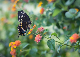 Black Butterfly